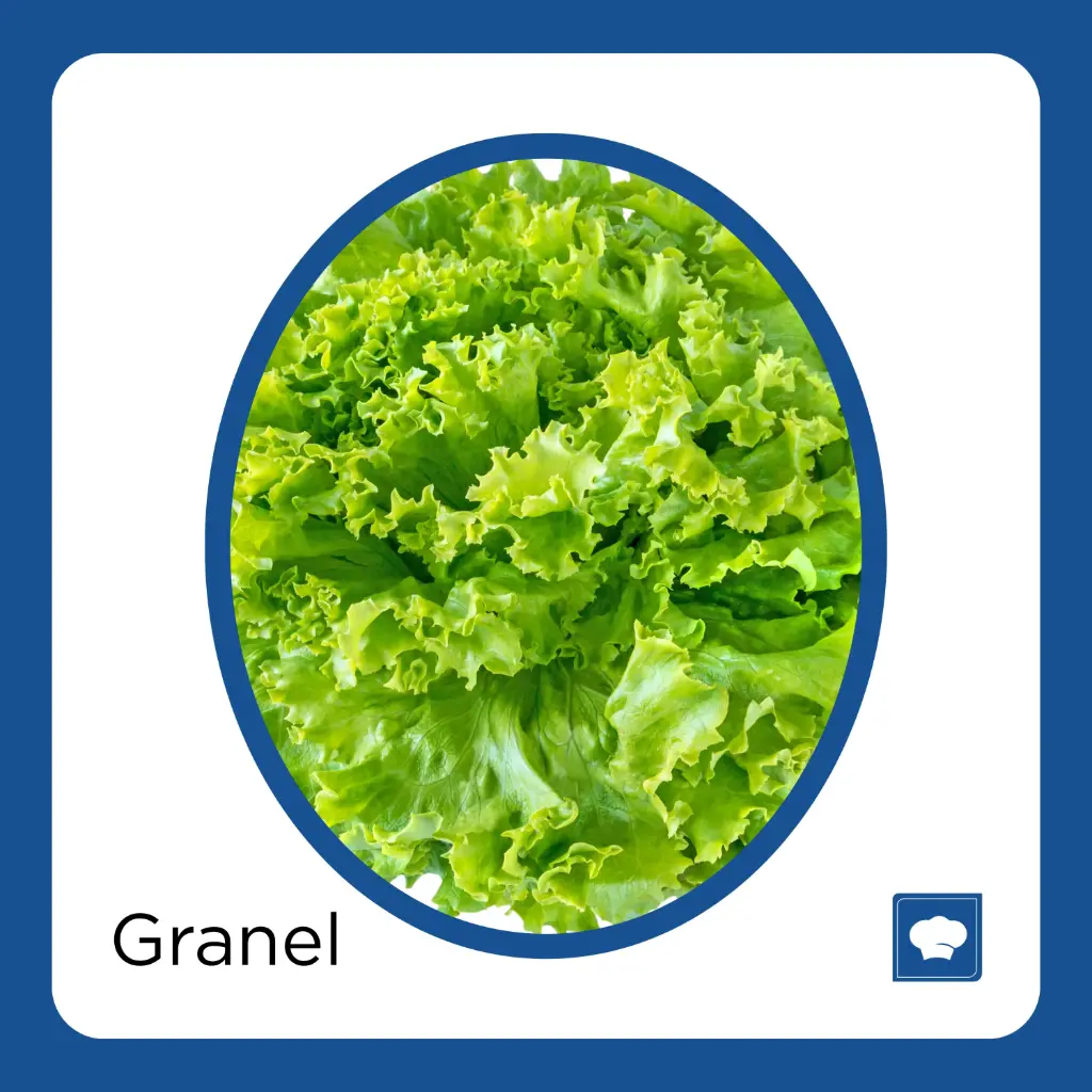 LECHUGA ITALIANA PZ