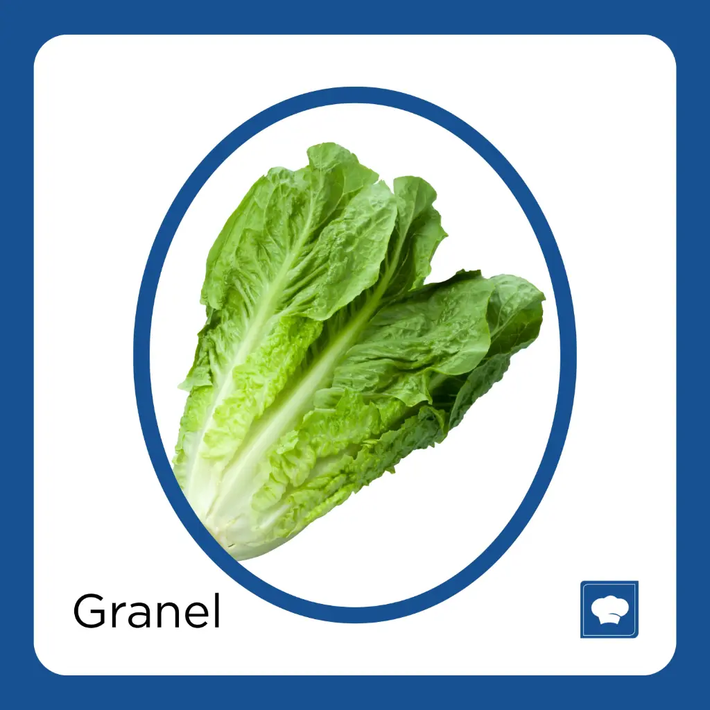 LECHUGA OREJONA PZ