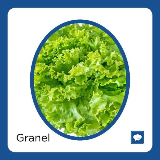 [LECITAPZ-PIEZA] LECHUGA ITALIANA PZ