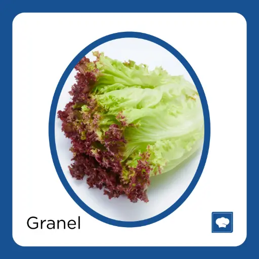 [LECSANPZ-PIEZA] LECHUGA SANGRIA PZ